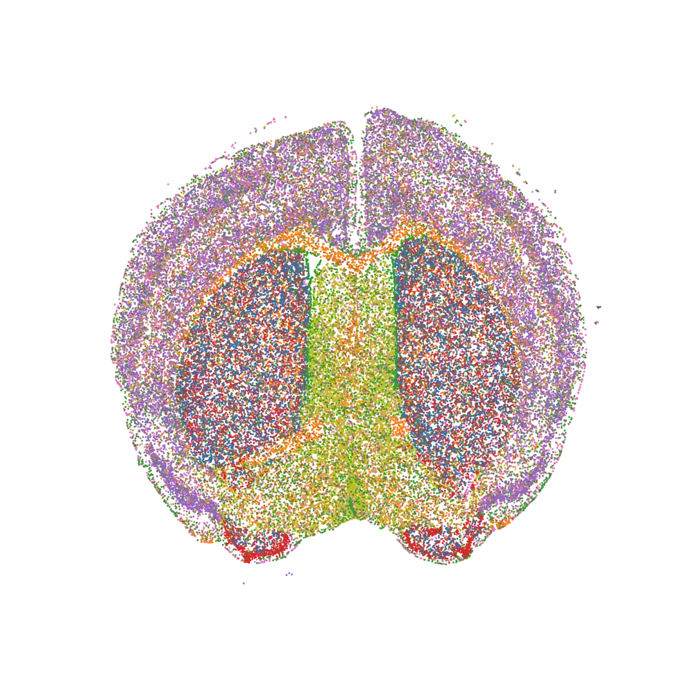CoronalSlice_CellsColored