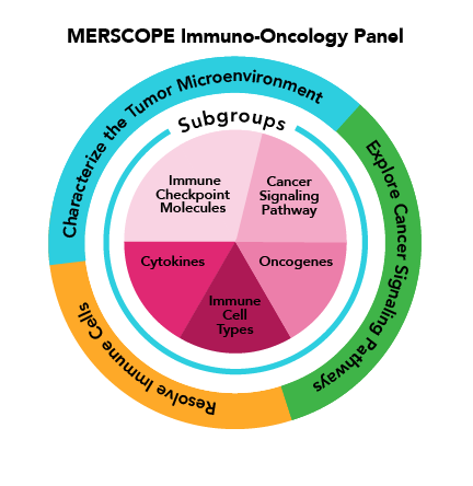 Examples of gene sets and Subgroups in the MERSCOPE Immuno-Oncology Predesigned Panel.