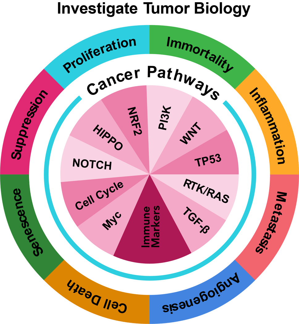 MERSCOPE PanCancer Pathways Panel
