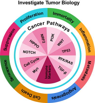 PanCancer pathways Panel (Human) Gene List Highlights