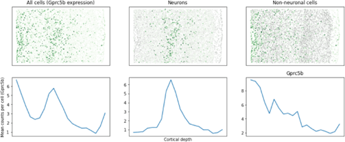 Mouse Brain Page image 3