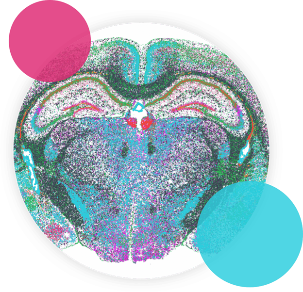 Mouse Brain Receptor Map