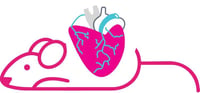 Mouse Cardio Mouse Cardio
