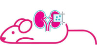 Mouse Kidney Mouse Kidney