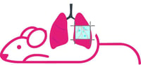 Mouse Lung Mouse Lung