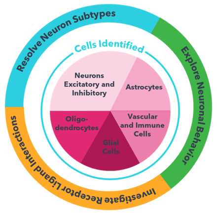 Neuro Circle diagram-1