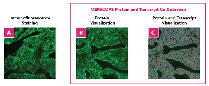 Protein Co-detection updated figure 1