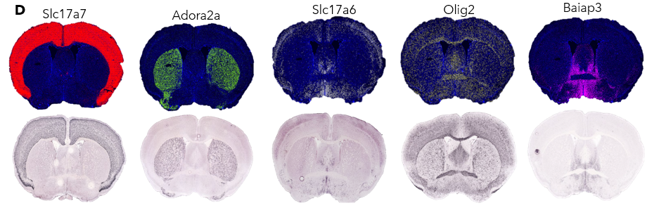 mouse brain sections small3