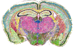 Spatial distribution of all cell clusters in one mouse coronal section