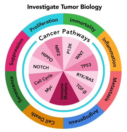 tumor@2x (1)-1