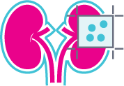 Kidney