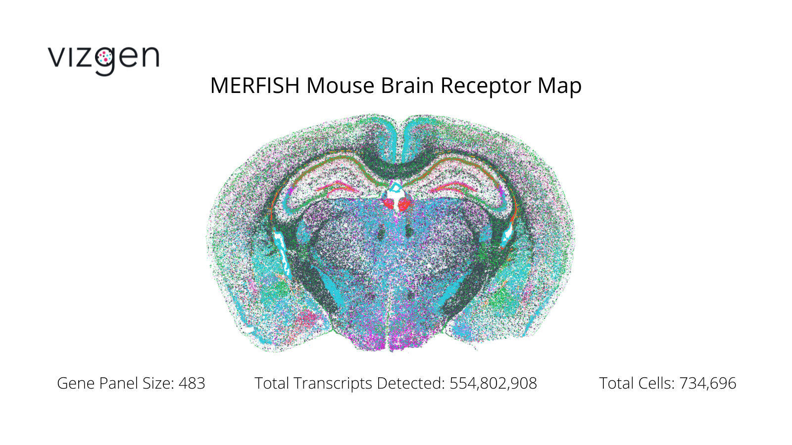MERFISH Mouse Brain Receptor Map